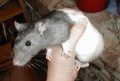 Thumbnail for version as of 20:28, 24 September 2007