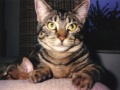 Alex P Caton.jpg