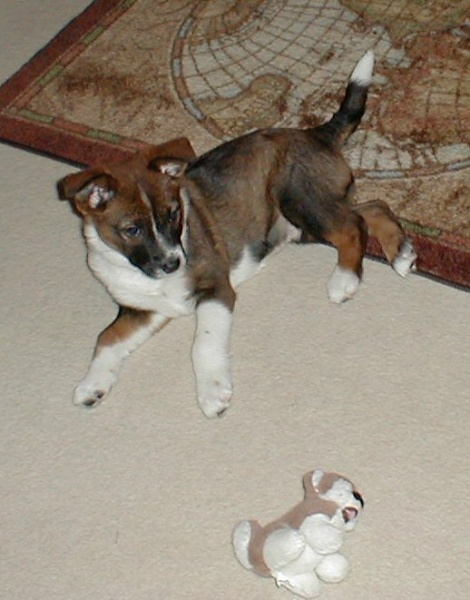 File:Sally puppy.jpg