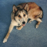 Sheeba.jpg